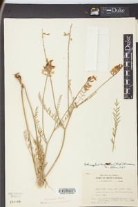 Astragalus michauxii image