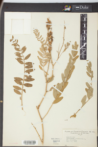 Astragalus canadensis image