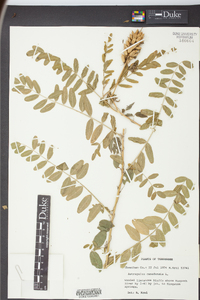 Astragalus canadensis image