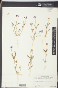 Astragalus leptocarpus image