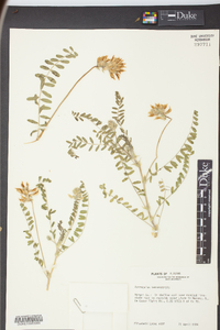 Astragalus tennesseensis image