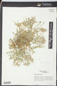 Astragalus villosus image