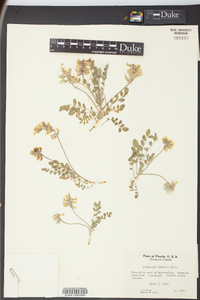 Astragalus villosus image