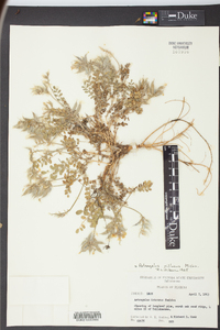 Astragalus villosus image