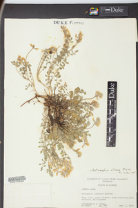 Astragalus villosus image