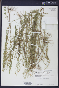 Linum medium image