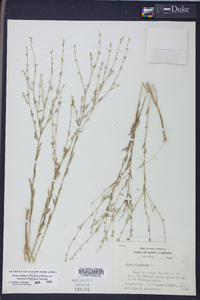 Linum medium image