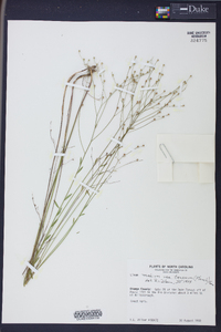 Linum medium image