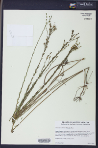 Linum floridanum image