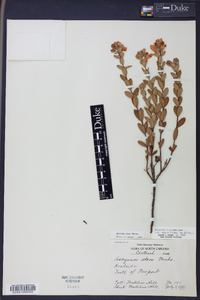 Ascyrum crux-andreae image
