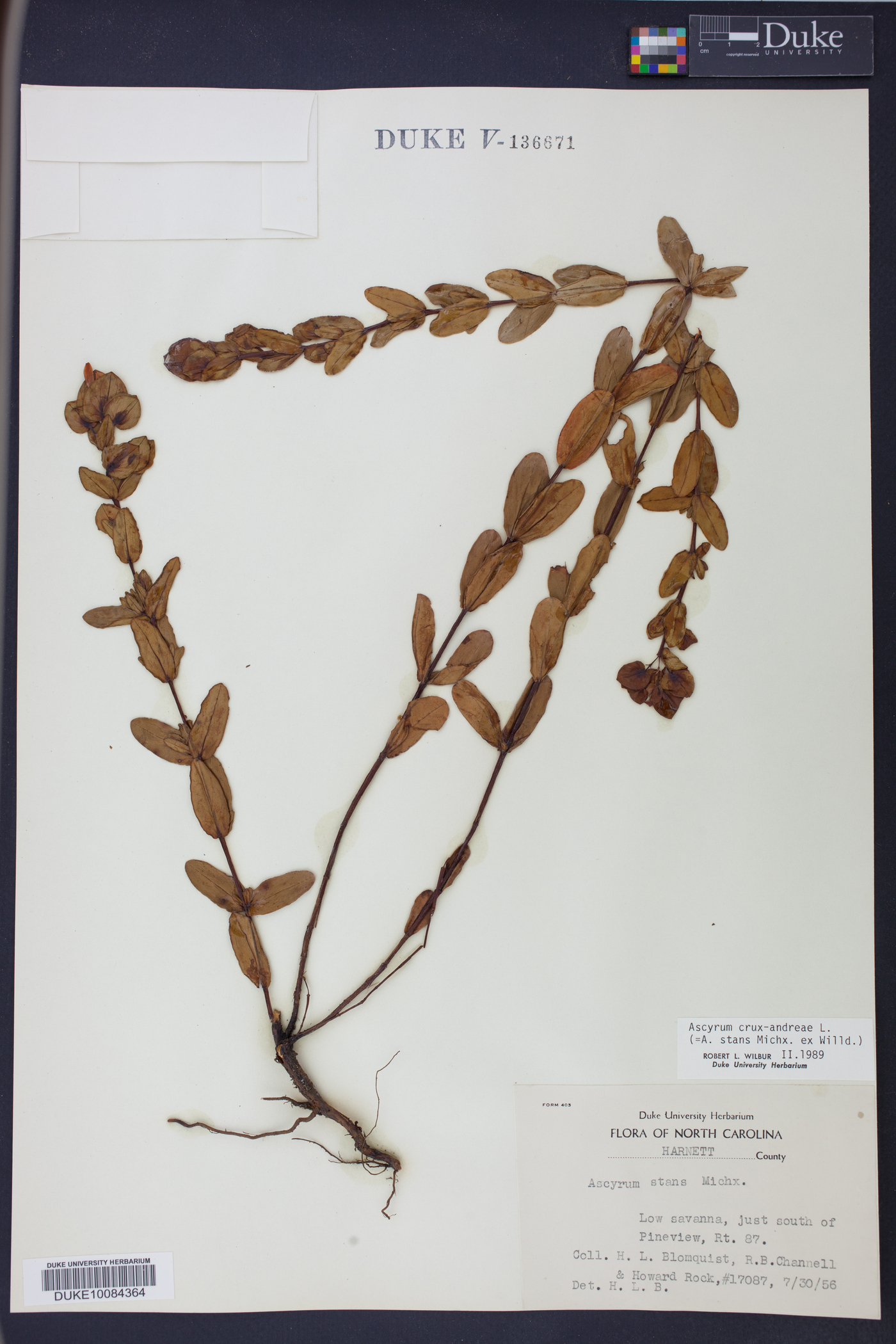 Ascyrum crux-andreae image