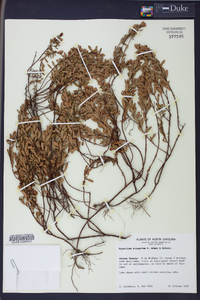 Hypericum hypericoides subsp. multicaule image