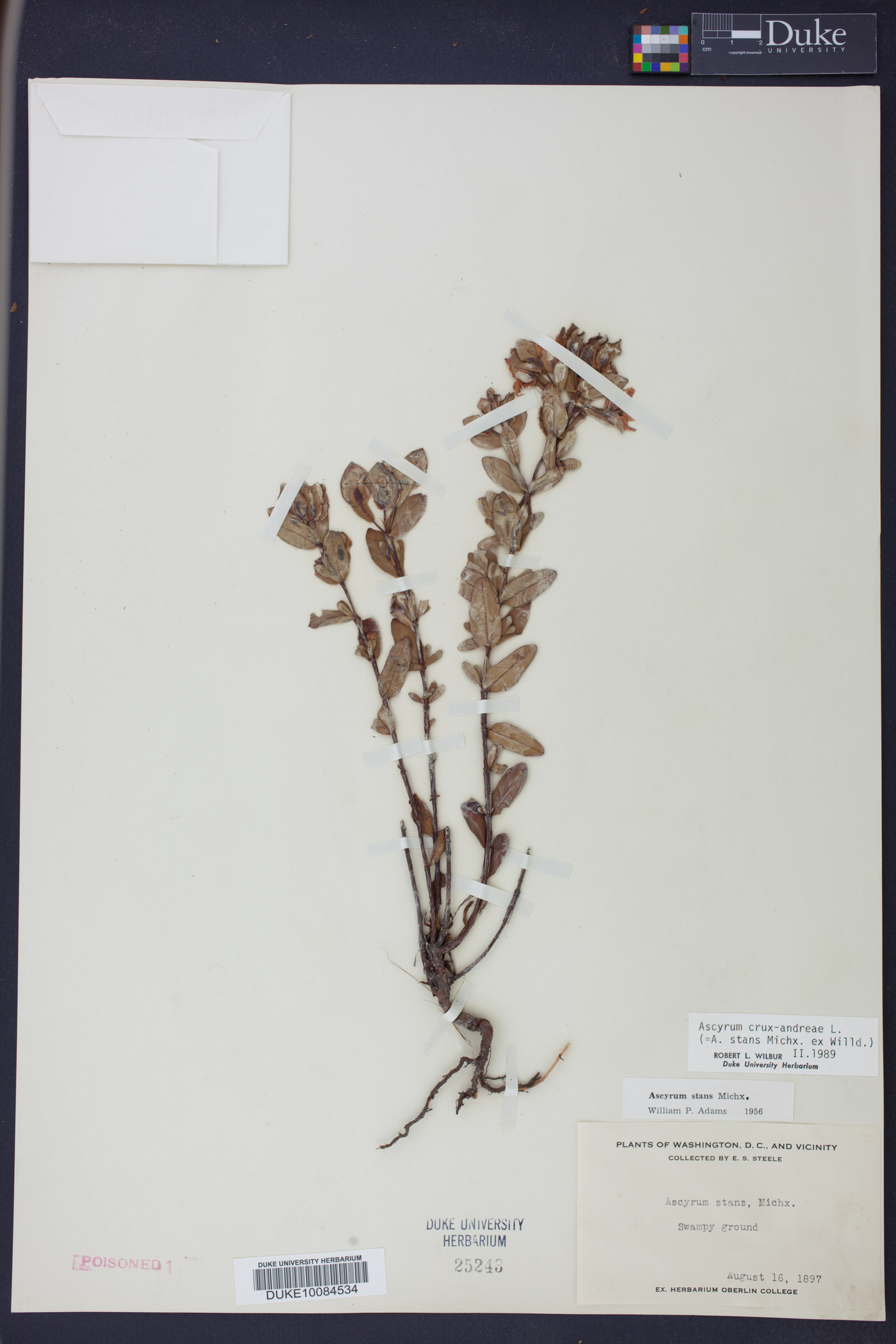 Ascyrum crux-andreae image