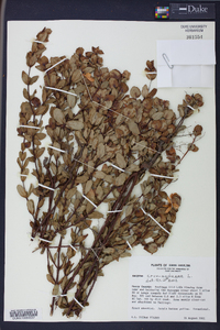 Ascyrum crux-andreae image