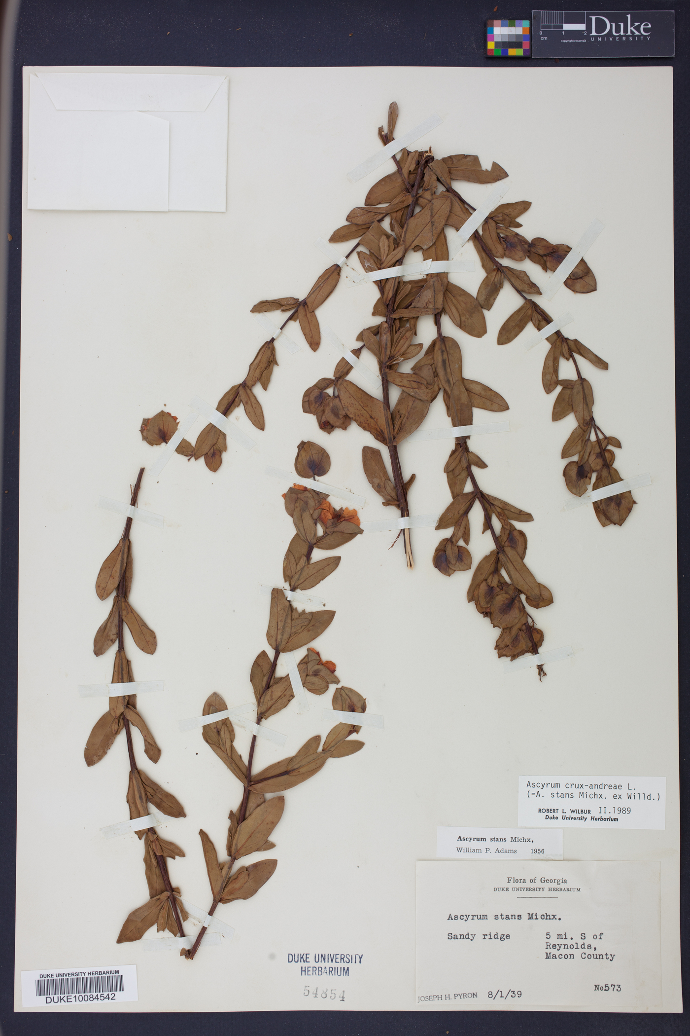 Ascyrum crux-andreae image