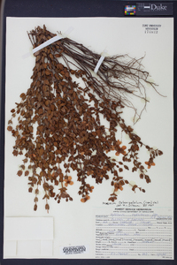 Hypericum tetrapetalum image