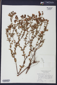 Hypericum tetrapetalum image