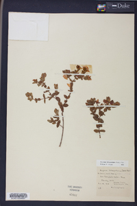 Hypericum tetrapetalum image