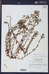 Hypericum acutifolium image