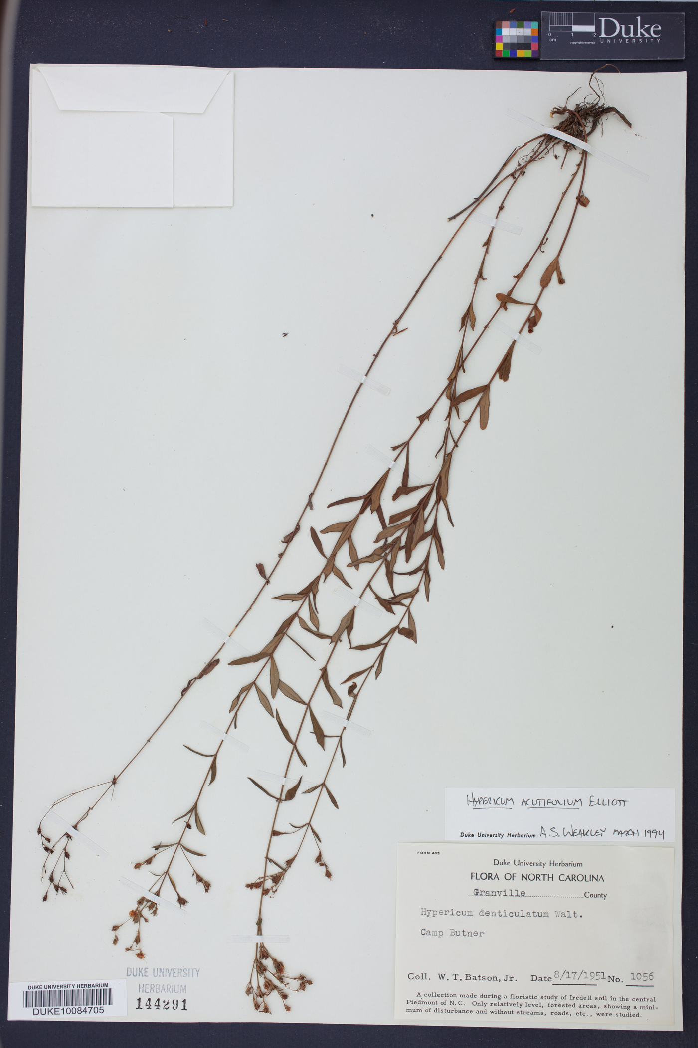 Hypericum acutifolium image