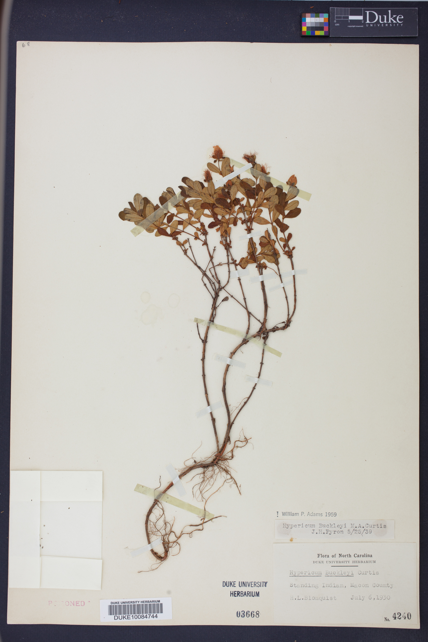 Hypericum buckleyi image