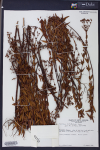 Hypericum cistifolium image