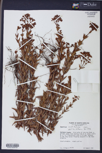 Hypericum cistifolium image