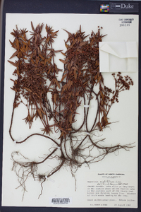 Hypericum cistifolium image