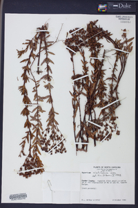 Hypericum cistifolium image