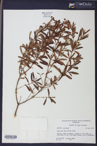 Hypericum densiflorum image