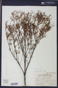 Hypericum densiflorum image