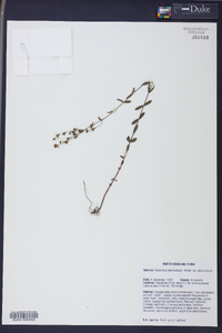 Hypericum denticulatum image