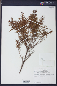 Hypericum galioides image