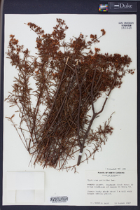 Hypericum galioides image