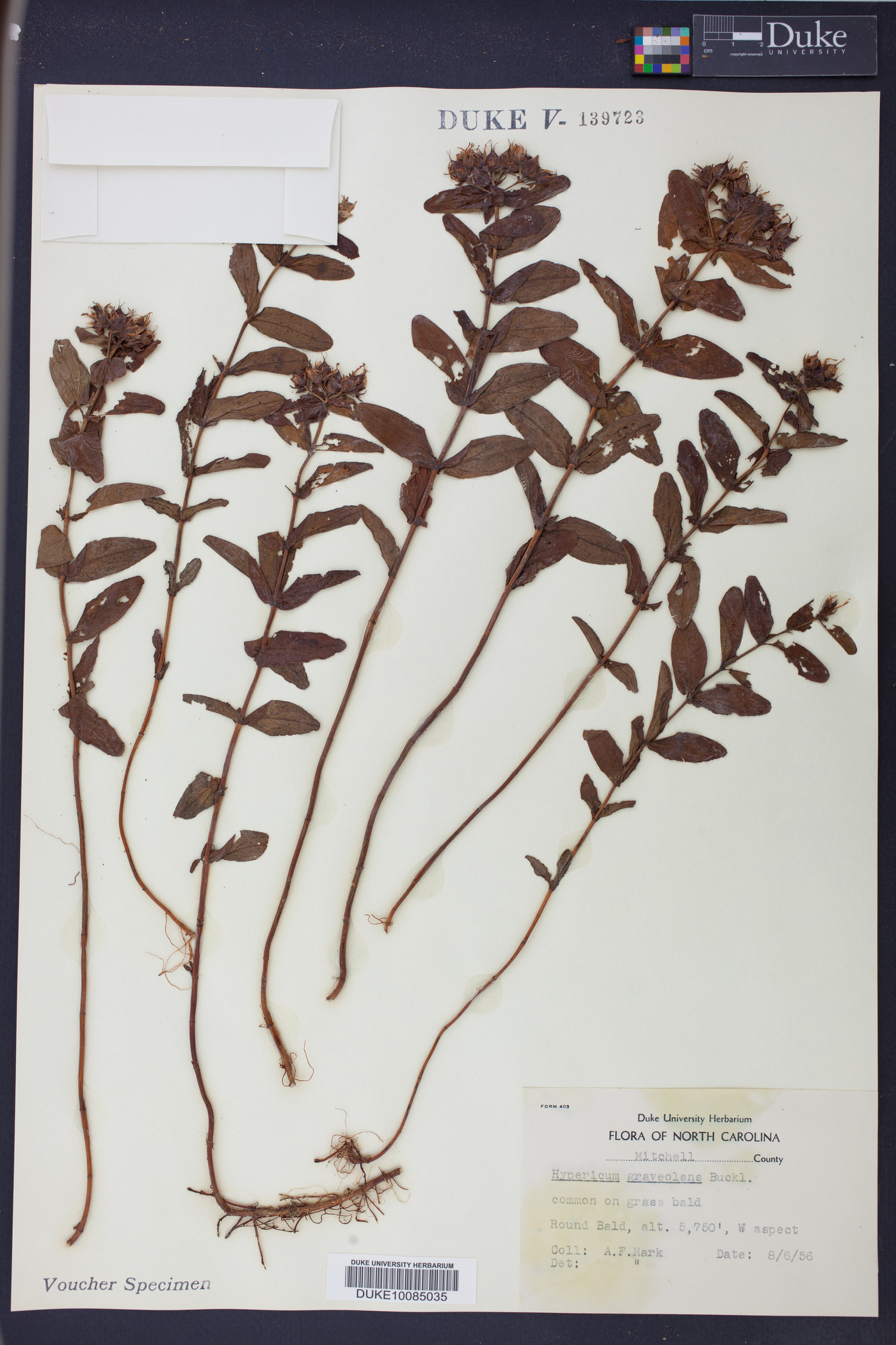 Hypericum graveolens image