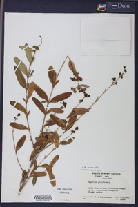 Hypericum prolificum image