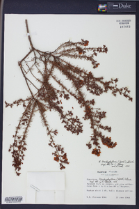 Hypericum brachyphyllum image