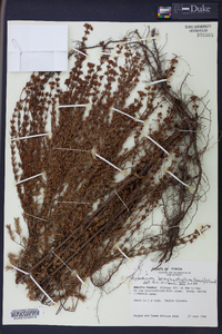 Hypericum brachyphyllum image