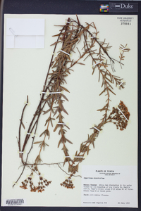 Hypericum cistifolium image