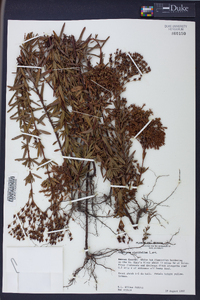 Hypericum cistifolium image