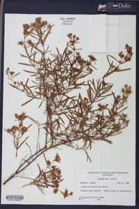 Hypericum densiflorum image