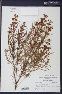 Hypericum densiflorum image