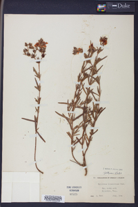 Hypericum dolabriforme image