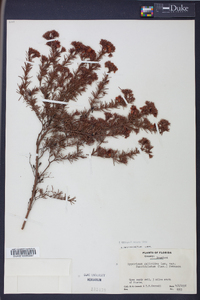 Hypericum fasciculatum image