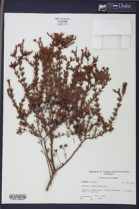 Hypericum fasciculatum image