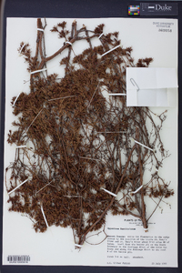 Hypericum fasciculatum image