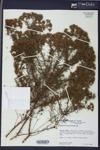 Hypericum fasciculatum image