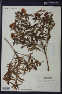 Hypericum frondosum image