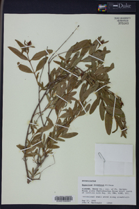 Hypericum frondosum image