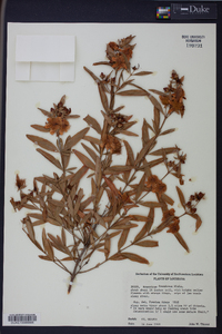 Hypericum frondosum image